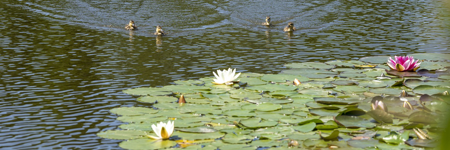 Lilly pads on the lake at Jubilee Campus