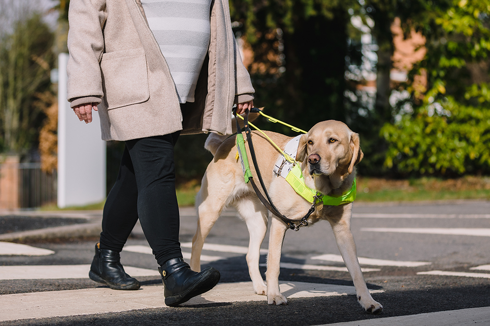 A Golden Labrador guide dog walking across a road directing his owner. The dog is wearing a high visibility harness.