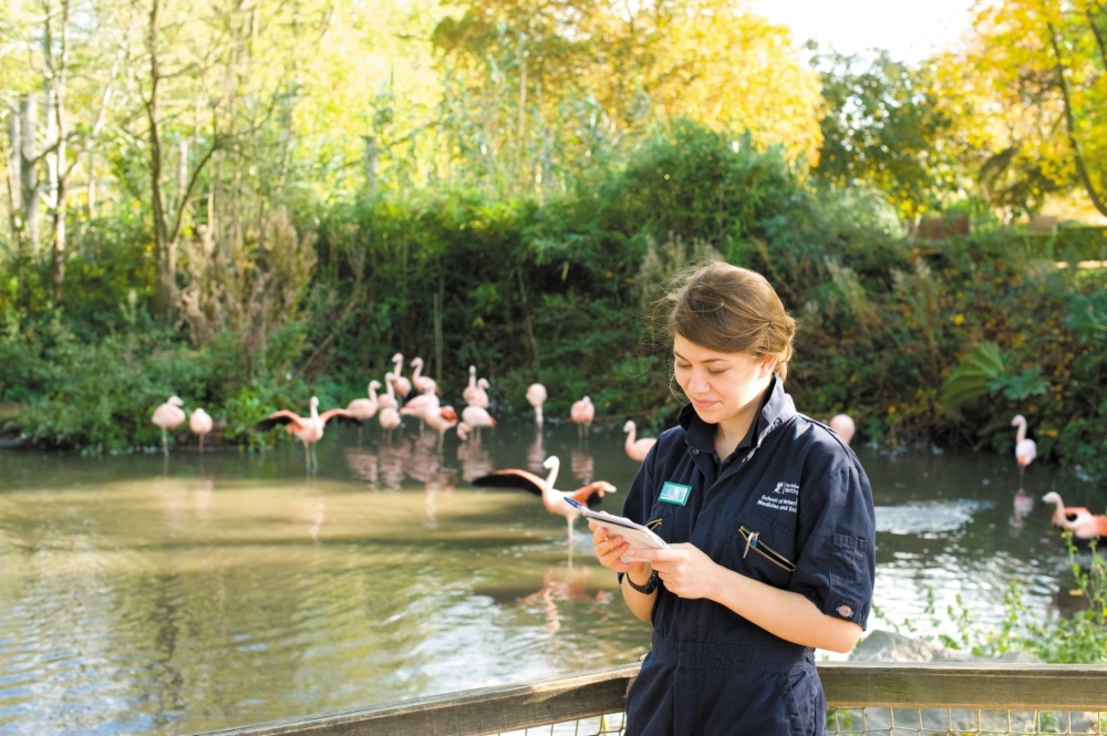 Student observing flamingos on placement at a zoo
