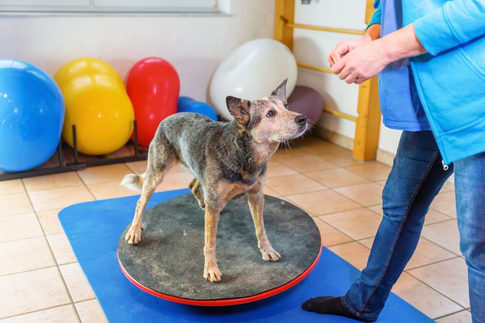 Dog receiving treatment from a vet physio