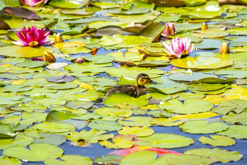 A baby duck on the lake at Jubilee campus