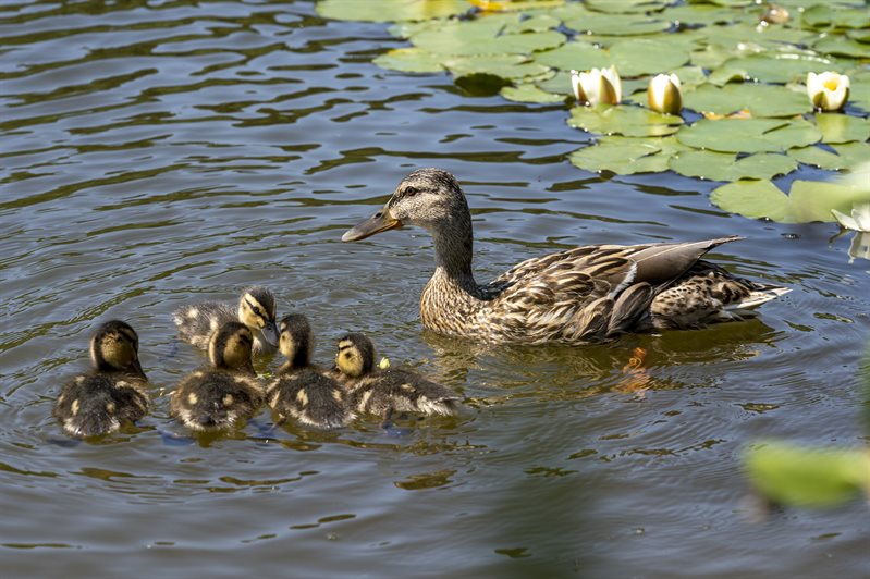 A mother duck with her baby ducks on the lake at Jubilee campus