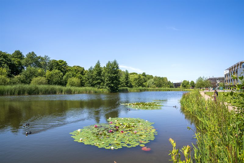 Lily pads on the lake at Jubilee campus