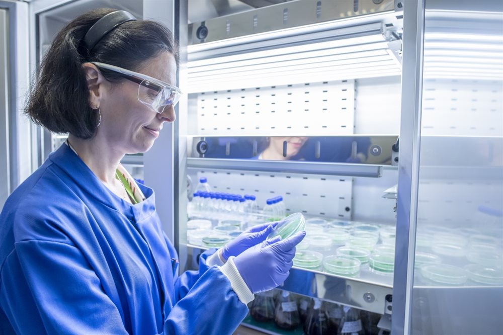 Female researcher looking at petri dishes in a lab