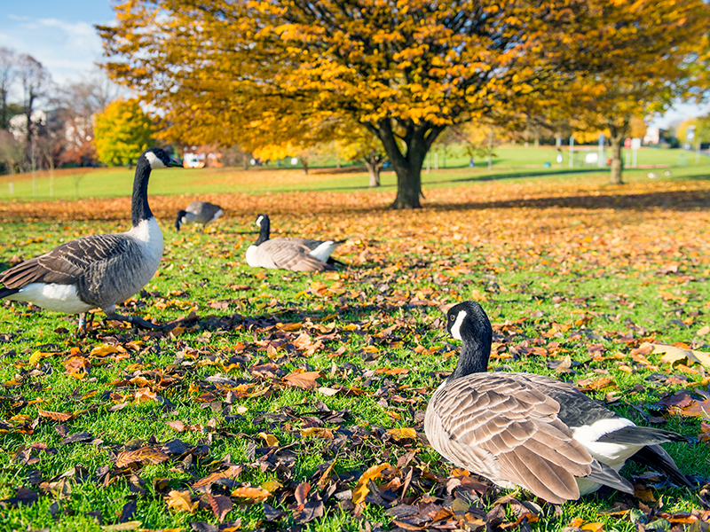 Canada geese on University Park