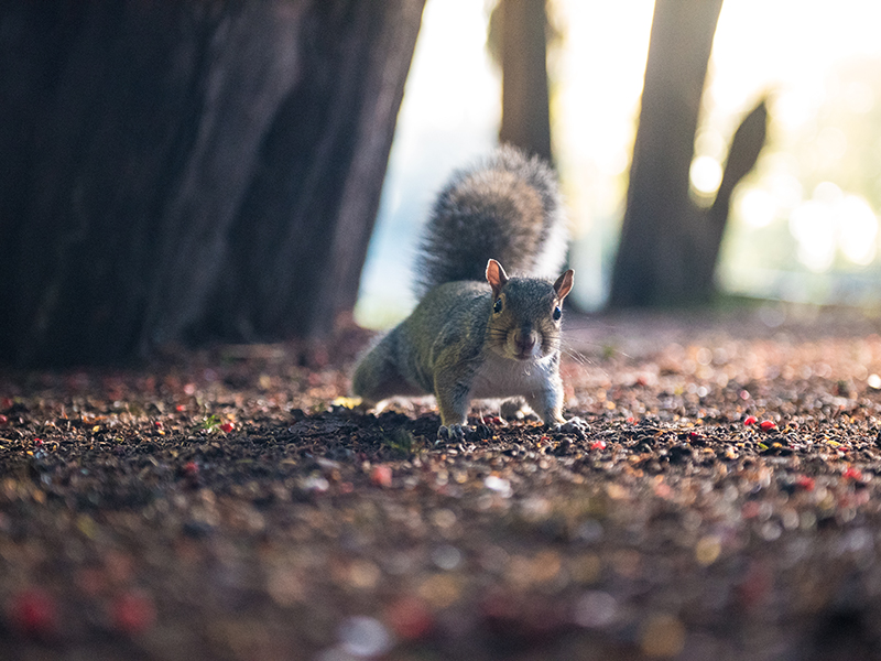 A Squirrel at Highfields Park