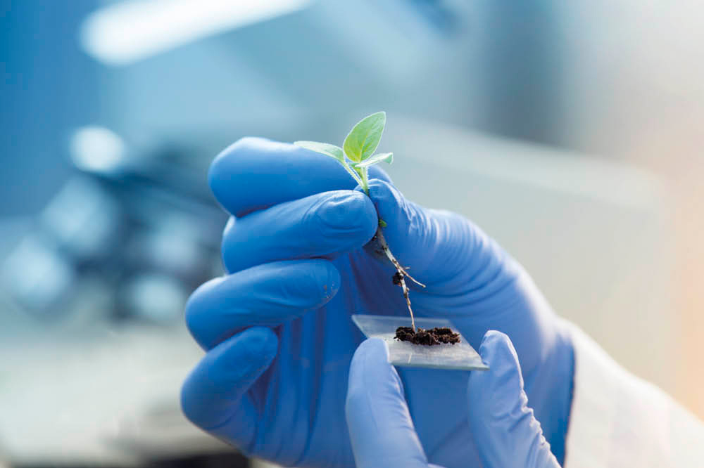 sapling held by blue gloved hand