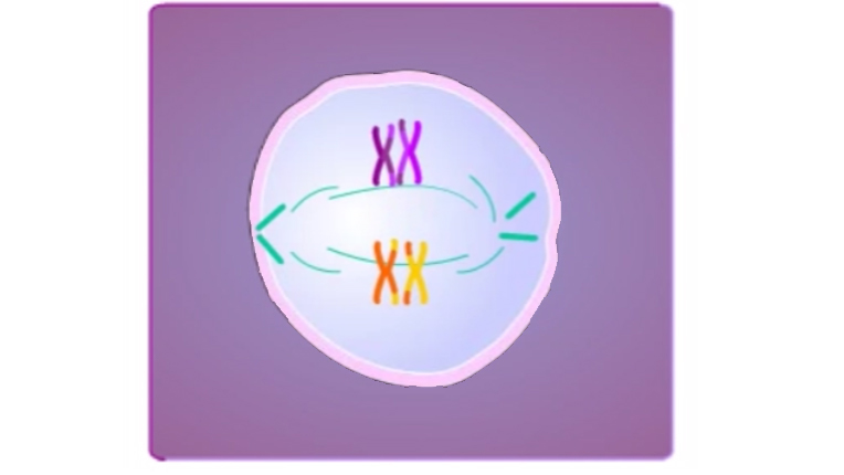 M1Metaphase