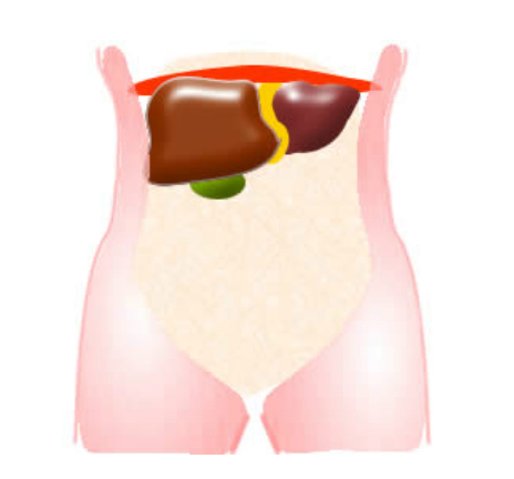 liver