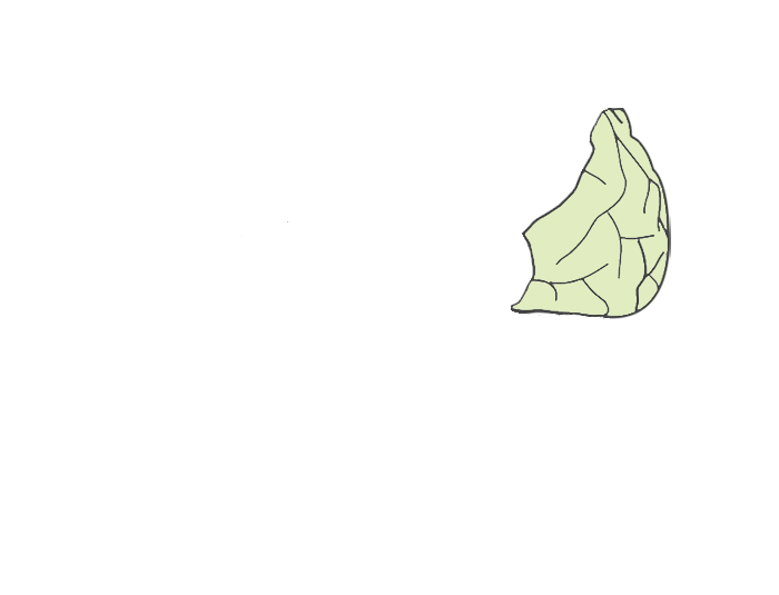 Occipital lobe of the brain