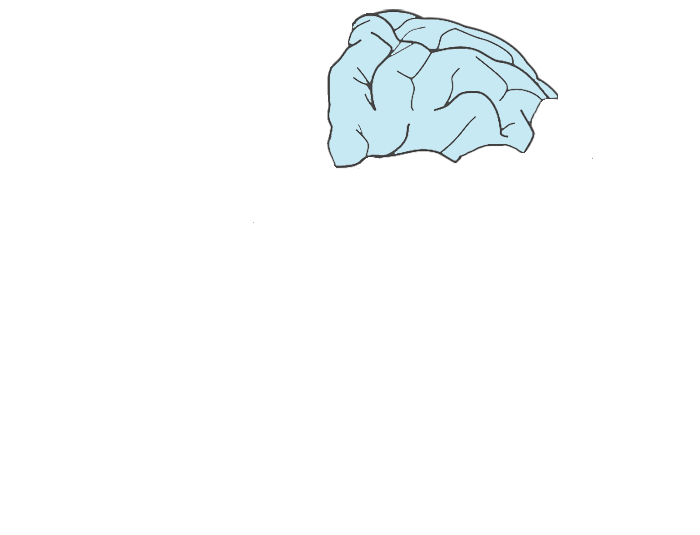 Parietal lobe of the brain