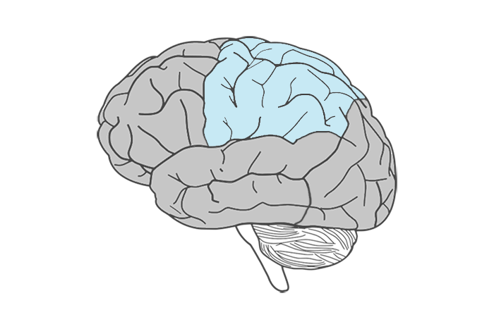 Parietal lobe of the brain