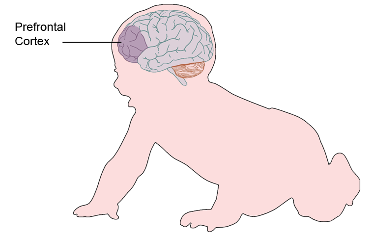 Illustration of baby showing it's brain