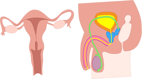 Primary sexual characteristics and a graphic showing the penis, uterus and ovaries