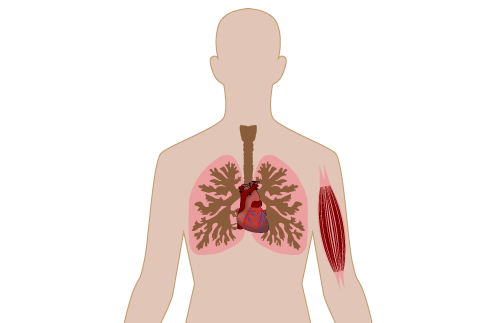 Diagram of a body with internal organs