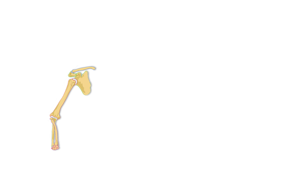 Picture of arm bones