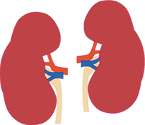 kidneys