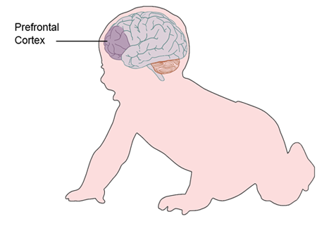 Illustration of baby showing it's brain