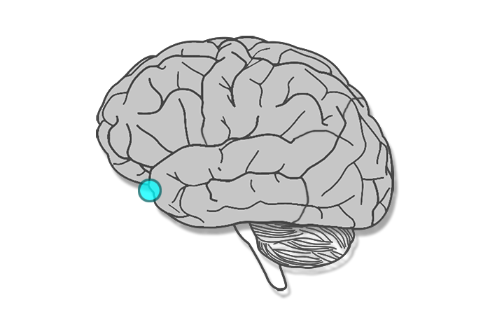 Temporal lobe of the brain