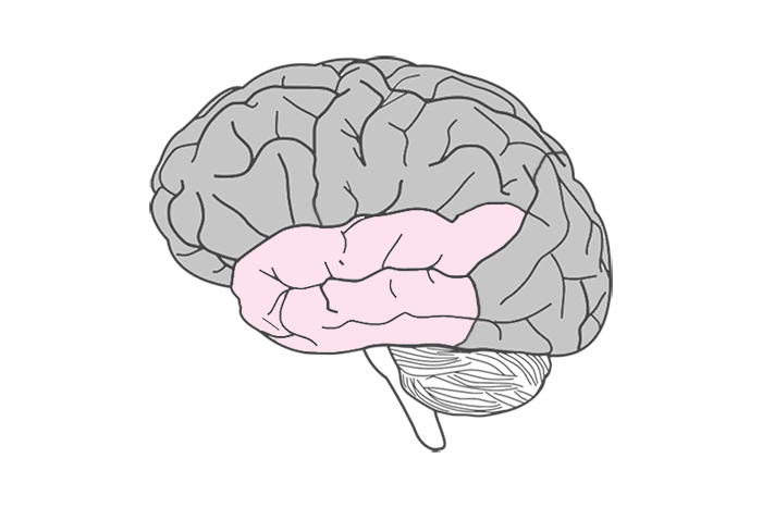 Occipital lobe of the brain