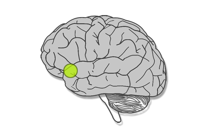 Parietal lobe of the brain