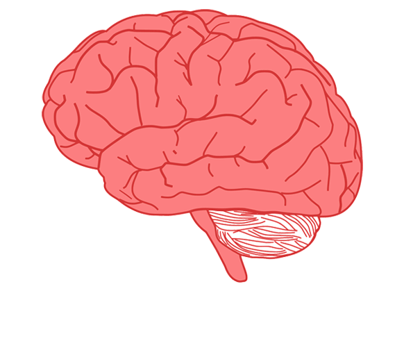 Une illustration du cerveau humain