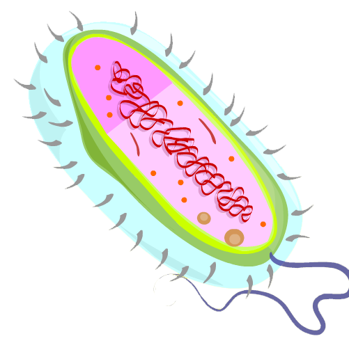 Bacterium