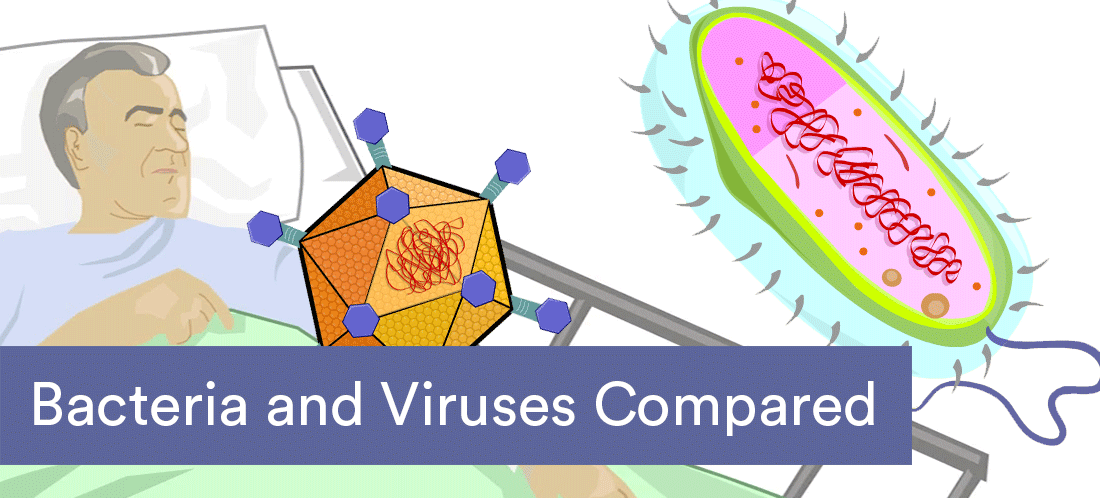 Bacteria and viruses compared