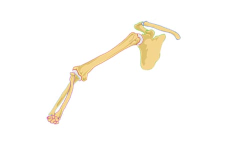 Bone of the arm