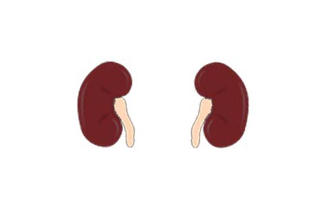 Two kidneys