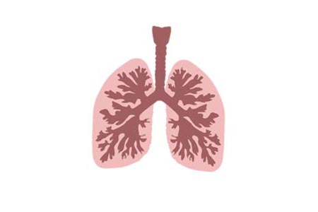 Lungs