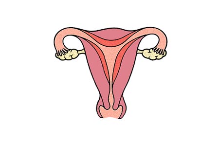 A girls reproductive organs