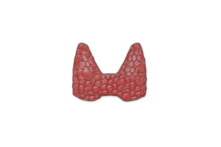 A thyroid