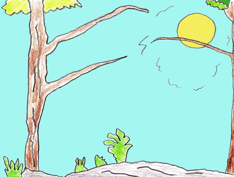 Picture of a jungle scene