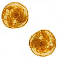 Two Chapati