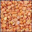 Lentils