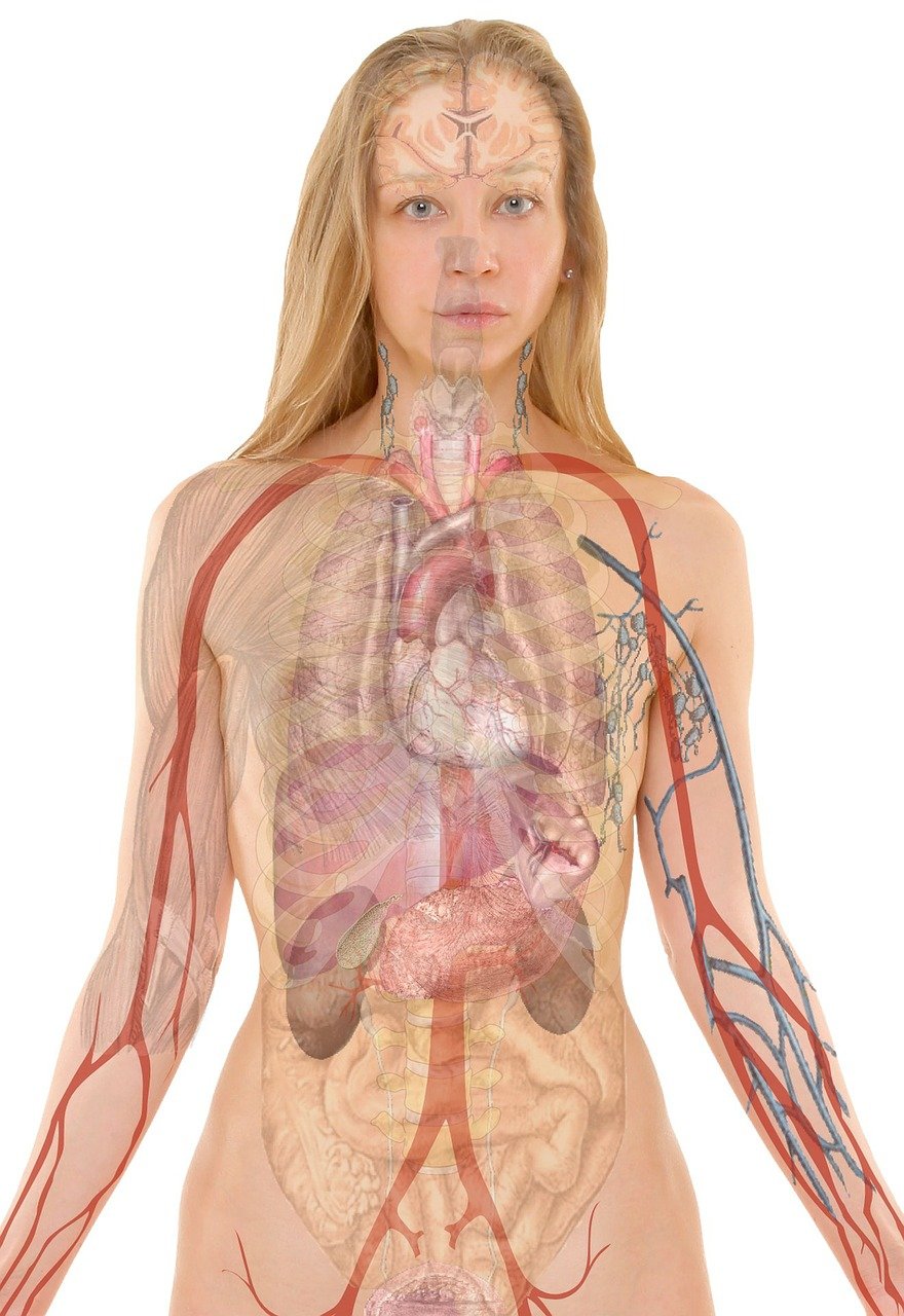 A graphic of a woman displaying internal body organs.