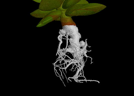 Image of the root system of a calico heart (Adromischis maculatus)
