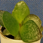 Image of the leaves of a Calico Heart plant