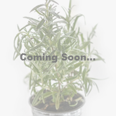 Rosemary coming soon