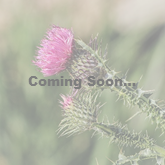 Spear Thistle coming soon