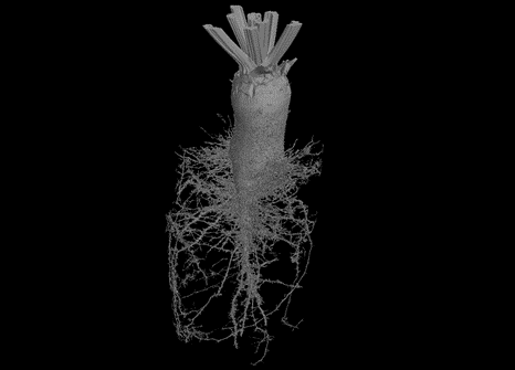 Image of Sugar Beet Root Architecture