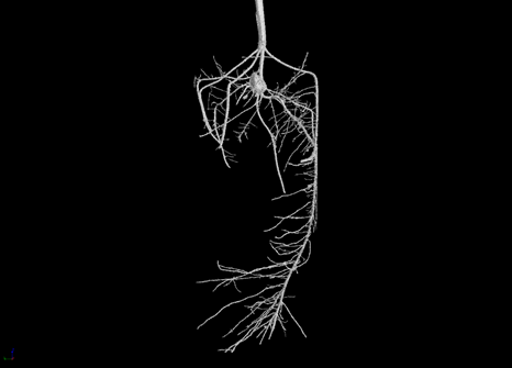 Image of the root system of a maize plant at 14 days growth.