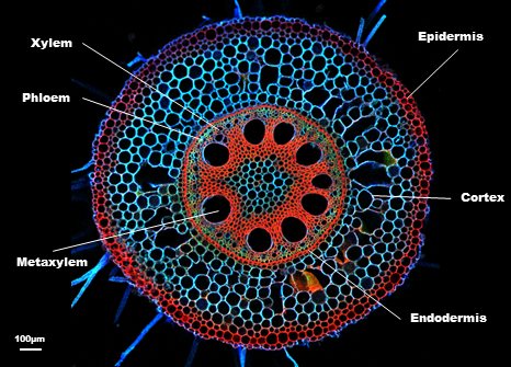 Image of a maize root located near the crown roots, cross-section shows the cells wall anatomy of a maize.