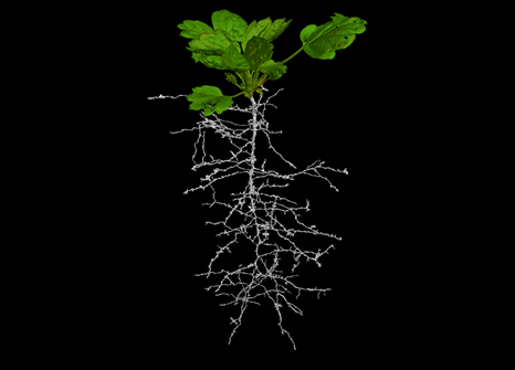 Image showing the root structure of an alpine strawberry plant.
