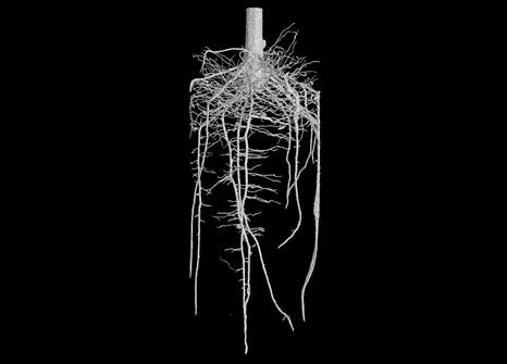 Image showing grapevine root system branching out from a cutting planted within soil.