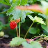 Image of a Strawberry plant
