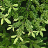 Image of a Norway Spruce