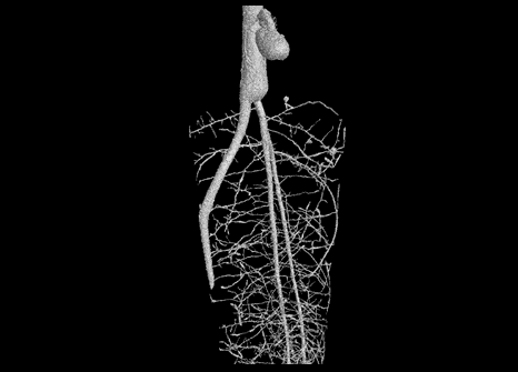 Image showing the root structure of a date palm after 9 months of growth.