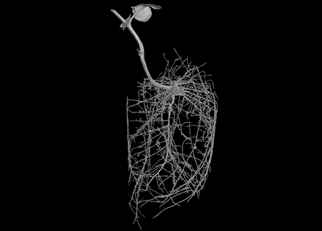 Image showing the root structure of a pea plant.